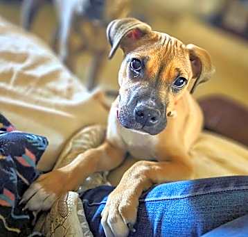 Photo of Chance 