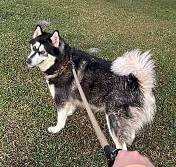 Photo of Stella