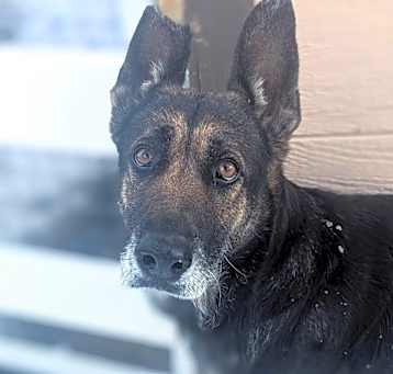 Photo of Aquila