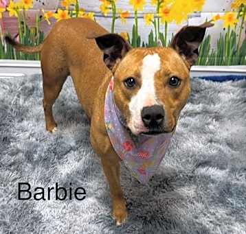 Photo of Barbie
