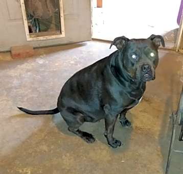Photo of Ace