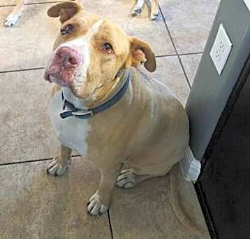 Photo of Hank