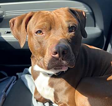 Photo of Shadow