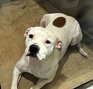 Photo of RUFUS