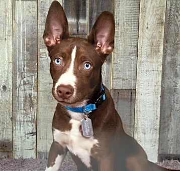 Photo of Baby Blu