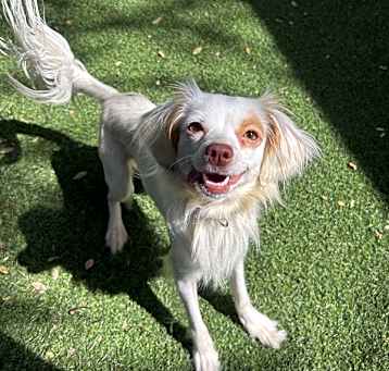 Photo of Lolli