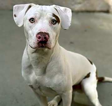 Photo of ROMEO