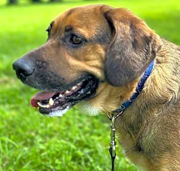Photo of Koda