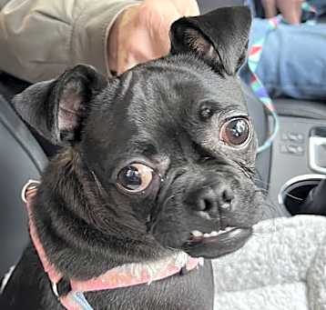 Photo of Aggie