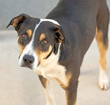 Photo of Buddy