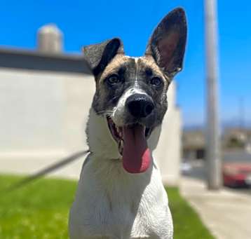 Photo of Misty