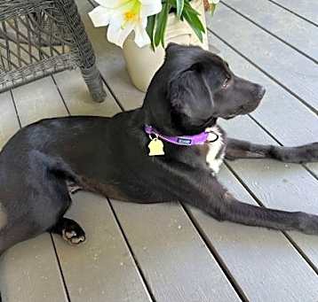 Photo of Huckleberry