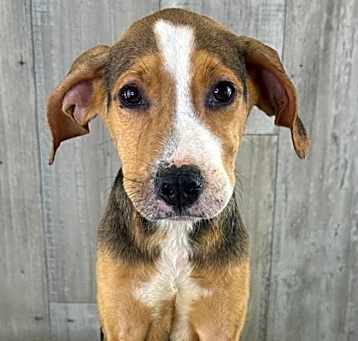 Photo of Pancake