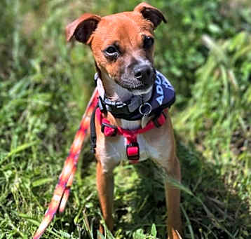 Photo of Bandit