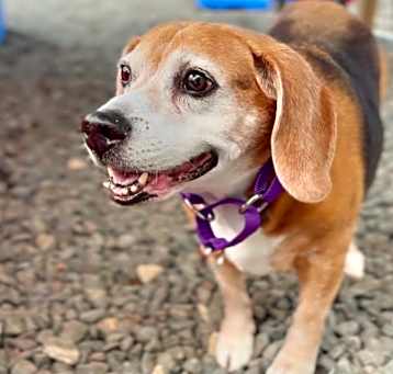 Photo of Chester