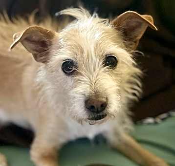 Photo of Peanut
