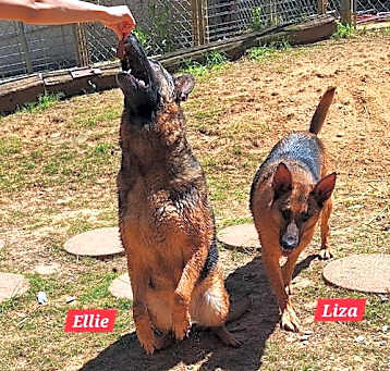 Photo of 250362  Ellie & Liza