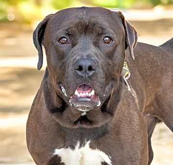 Photo of SHADOW