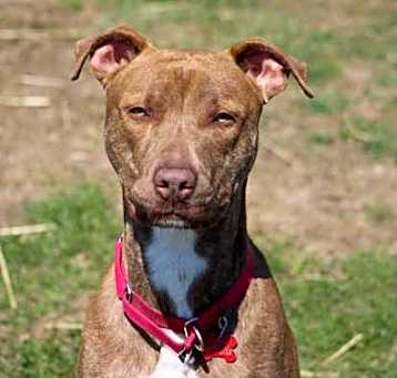 Photo of Drogo