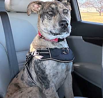 Photo of Harvey