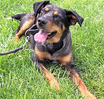 Photo of SHERLOCK
