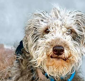 Photo of Coco Bear