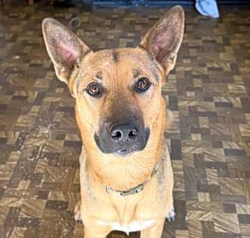 Photo of Luna Tuna