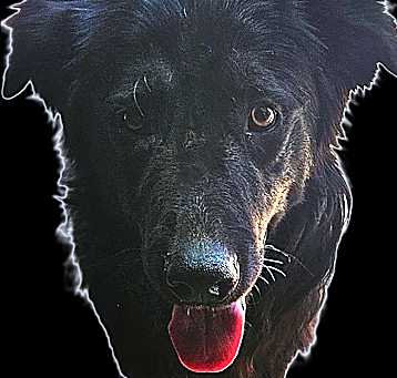 Photo of HARPO