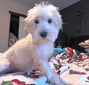 Photo of Gracie