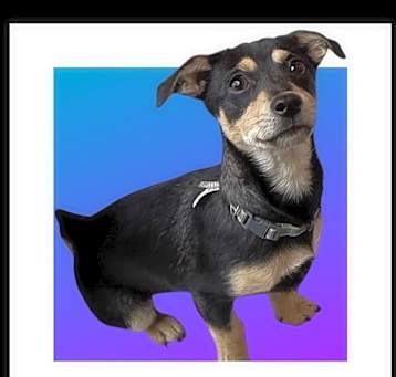 Photo of HUCKLEBERRY