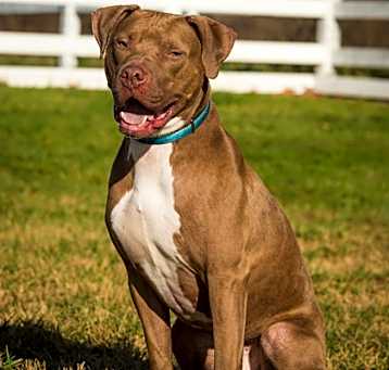 Photo of Buddy Boy