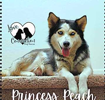 Photo of Princess Peach