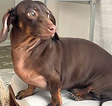 Photo of Milo