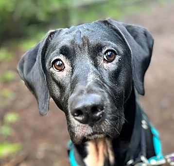 Photo of Cross Posting - Daisy