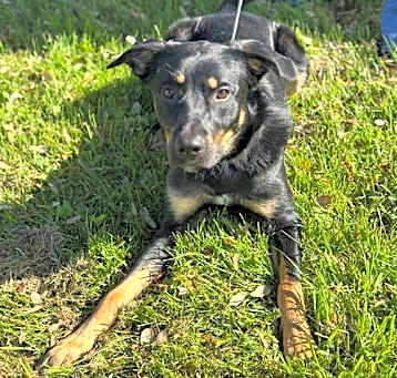Photo of Rebel