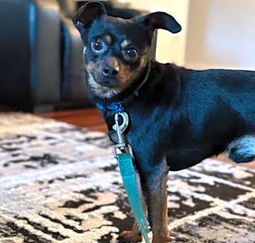Photo of Chico