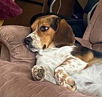 Photo of Juno