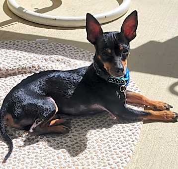 Photo of Papito
