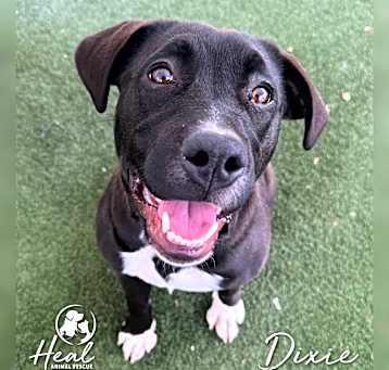 Photo of Dixie