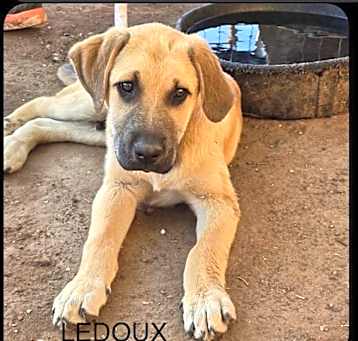Photo of LEDOUX