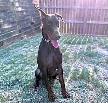 Photo of Cayenne