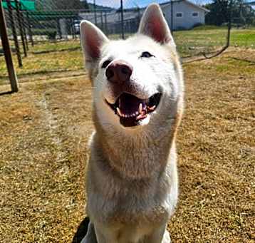 Photo of Quila