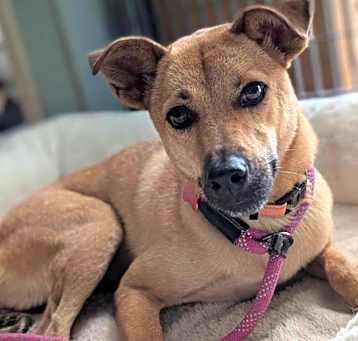 Photo of Motor (Soi Dog)