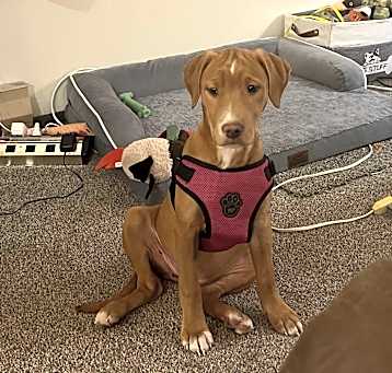 Photo of Penny