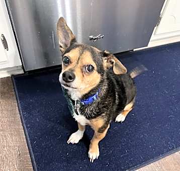 Photo of Pickle