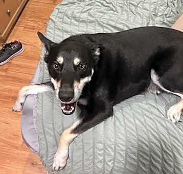 Photo of Rocko