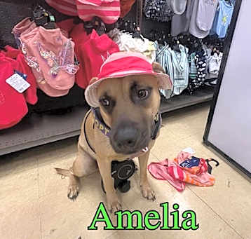 Photo of Amelia