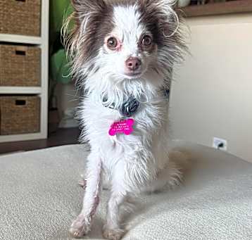 Photo of Coco