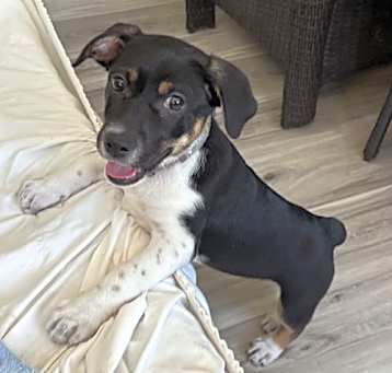 Photo of Pebbles *