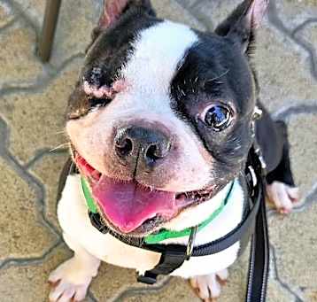 Photo of Bramble